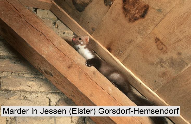 Marder in Jessen (Elster) Gorsdorf-Hemsendorf